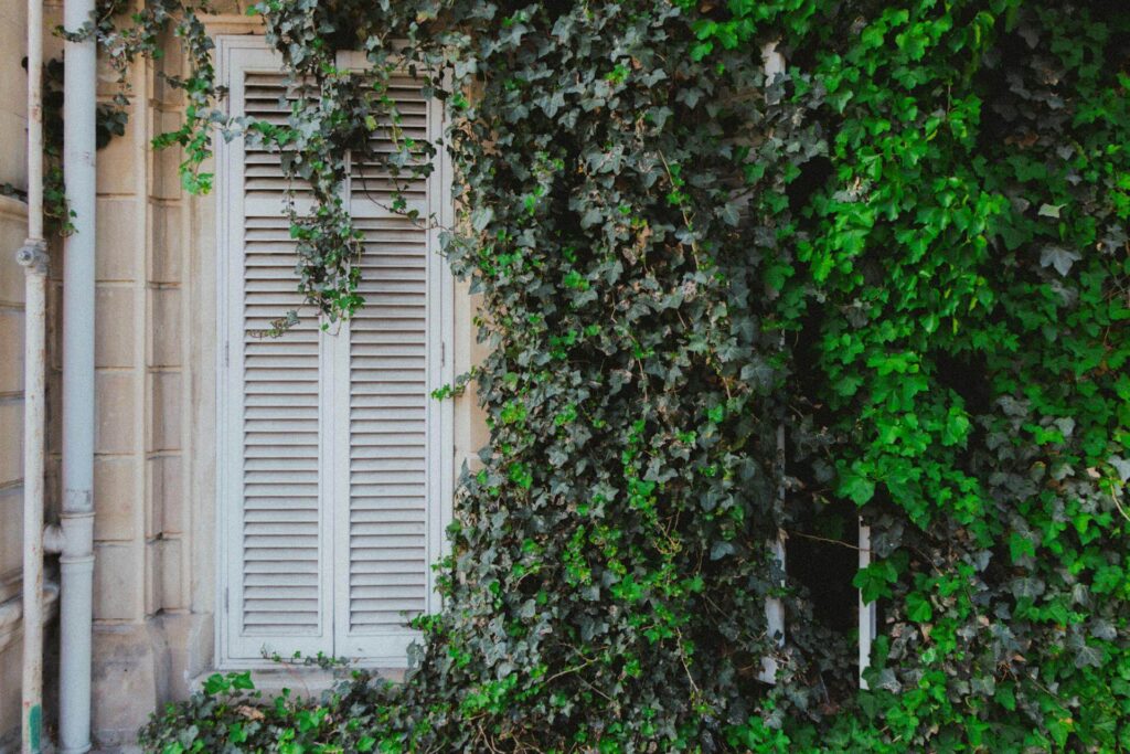 Ivy covered window representing awareness of self and personal introspection