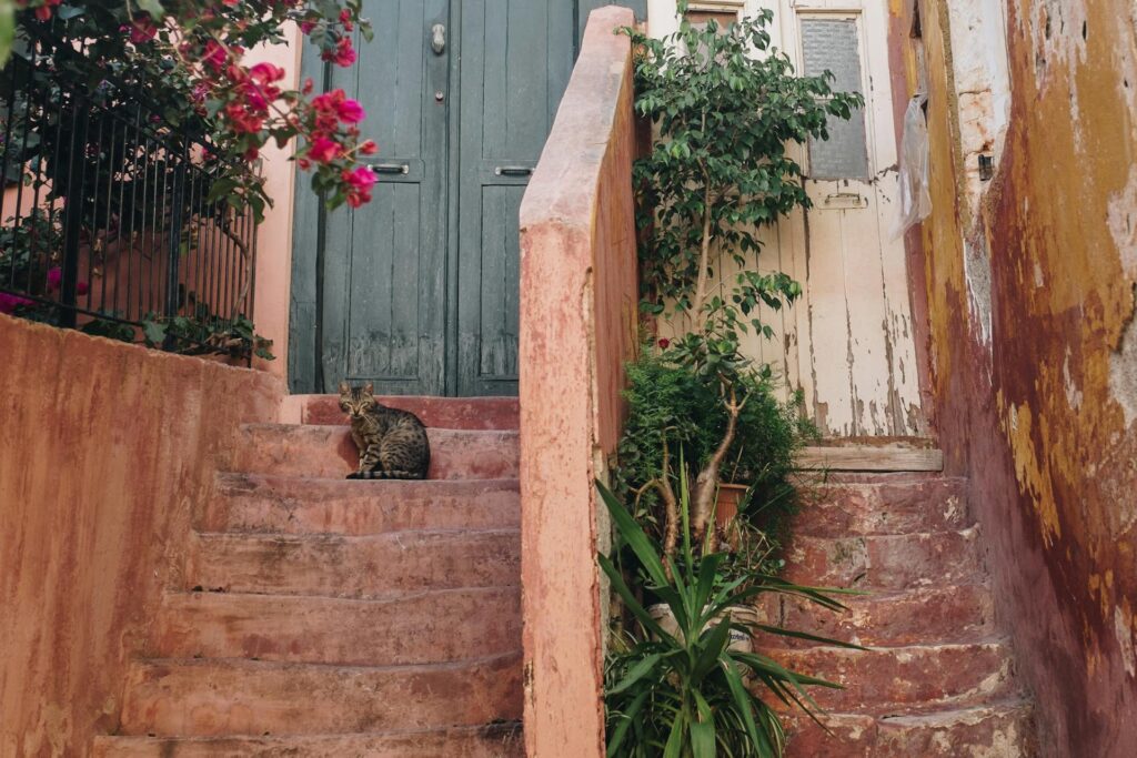 A serene tabby cat sits on rustic, terracotta-toned stone steps leading to a weathered teal door, surrounded by blooming pink flowers and lush greenery, embodying the quiet and soulful feminine essence of a Mediterranean-style home.