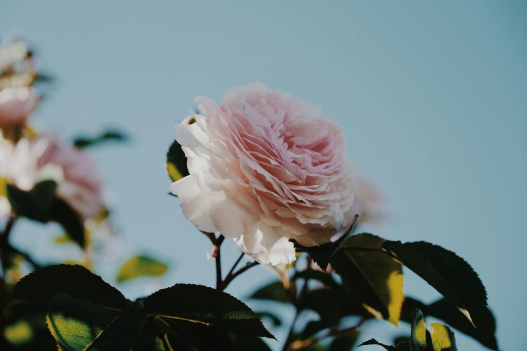 A close-up, low-angle shot of a soft pink English rose in full bloom against a clear blue sky, capturing the essence of soft femininity and the symbolic meaning of roses.